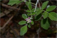 Rubus niveus